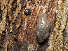 Cystopelta purpurea
