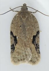 Acleris subnivana