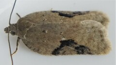 Acleris subnivana