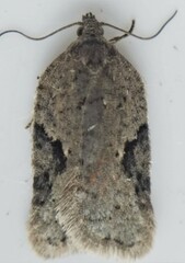 Acleris subnivana