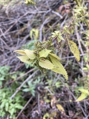 Urtica gracilis