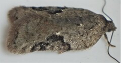 Acleris subnivana