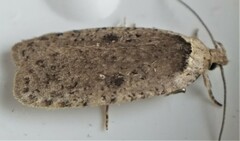 Agonopterix canadensis
