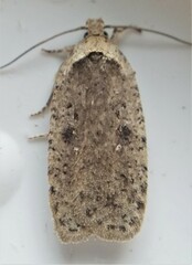 Agonopterix canadensis