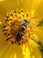 Nomada texana