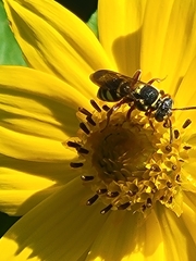 Nomada texana