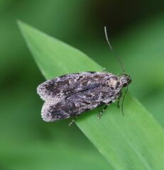 Agonopterix pulvipennella