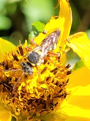 Nomada texana