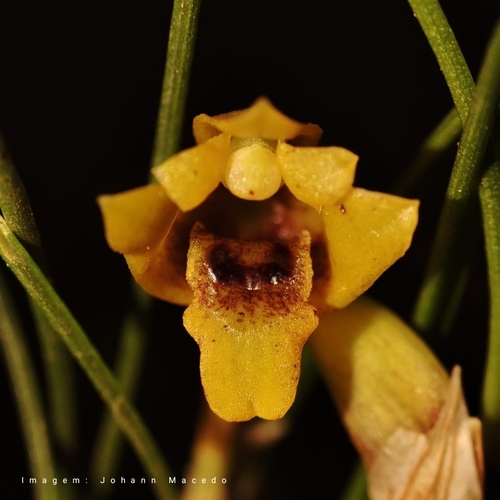 Maxillaria neowiedii, photograph 2
