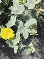 Gossypium tomentosum