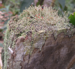 Cladonia floerkeana