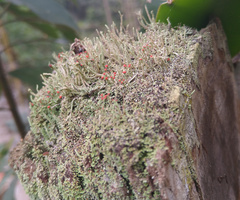 Cladonia floerkeana
