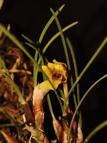 Maxillaria neowiedii, photograph 3