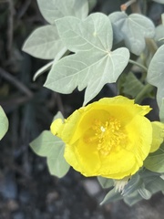 Gossypium tomentosum