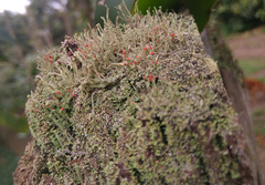 Cladonia floerkeana