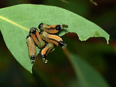 Paropsina