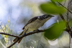Plectorhyncha lanceolata