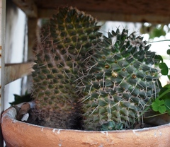 Mammillaria polythele