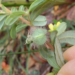 Nymphidae