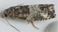 Spilonota ocellana