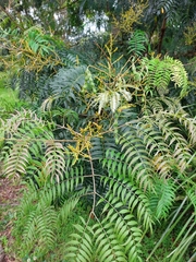 Acacia elata