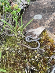 Aprasia pulchella