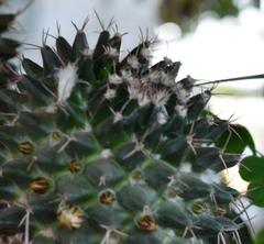 Mammillaria polythele