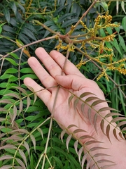 Acacia elata