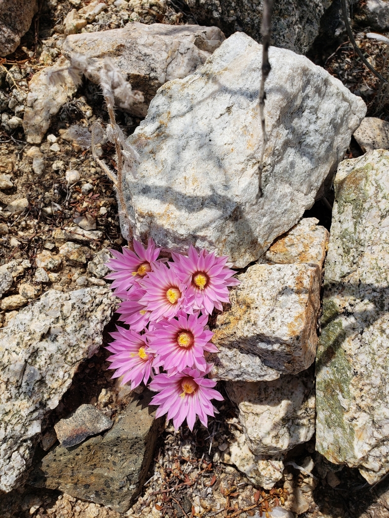 Common Fishhook Cactus (Mammillaria tetrancistra)  iNaturalist