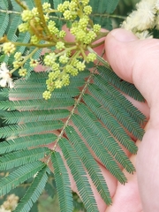 Acacia parvipinnula