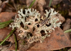 Pulchrocladia corallaizon