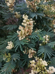 Acacia parvipinnula