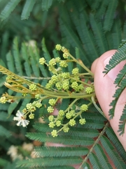 Acacia parvipinnula