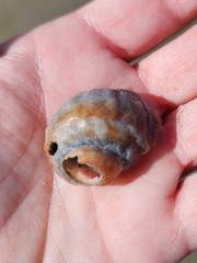 Amphibola crenata