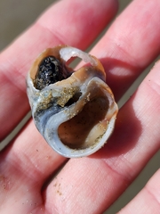 Amphibola crenata