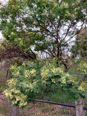 Acacia parvipinnula