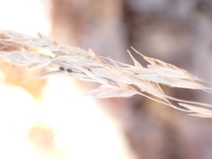 Bromus ciliatus