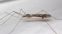Tipula signata