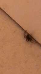 Trachelas tranquillus