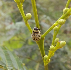 Dicranosterna immaculata