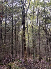 Betula alleghaniensis