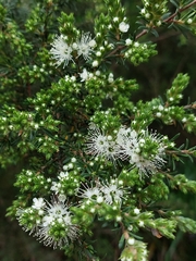 Kunzea ambigua