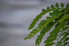 Robinia pseudoacacia