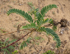 Astragalus pycnostachyus