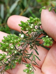 Kunzea ambigua