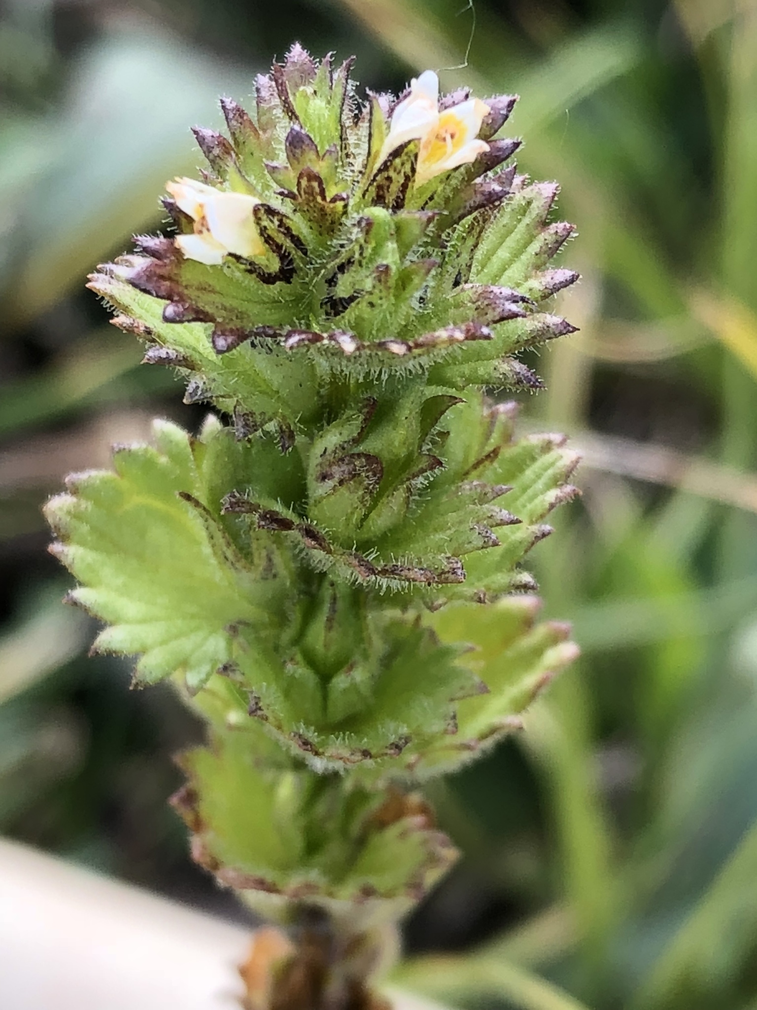 Euphrasia disjuncta