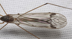 Tipula signata