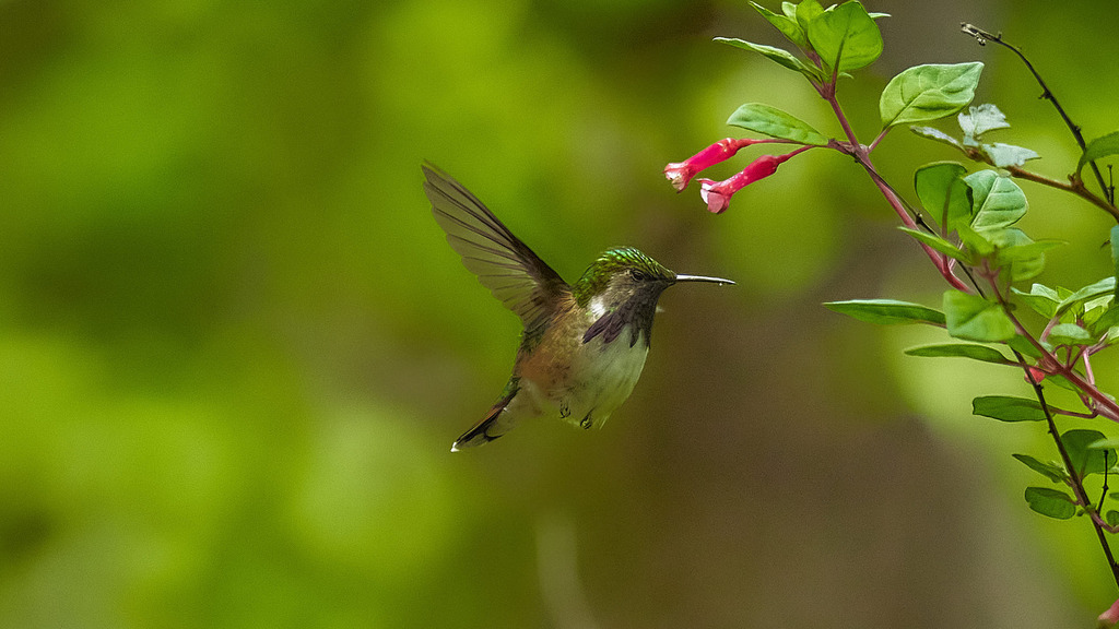 Bumblebee Hummingbird from Zacualtipán de Ángeles, Hgo., México on June ...