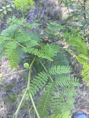 Leucaena