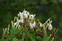Ipomoea suaveolens